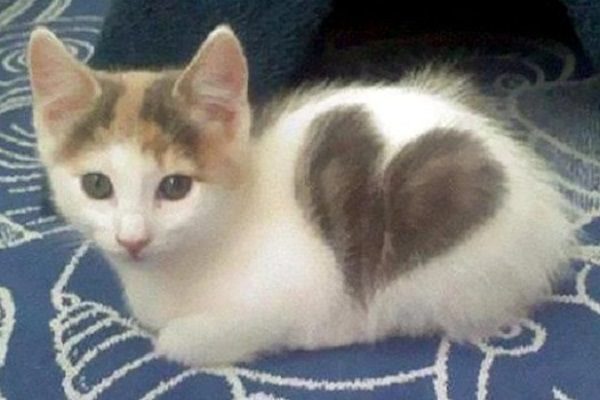 بالصور فراء قطط غريب جدا